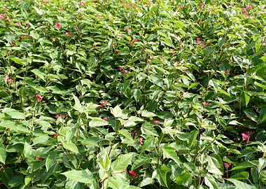 Beautiful Fresh Plant