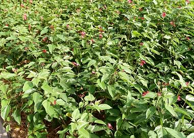 Beautiful Fresh Plant