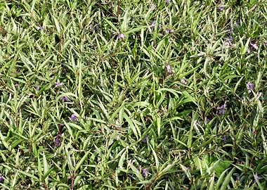 Beautiful Fresh Plant