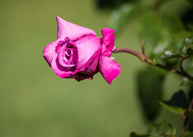 Beautiful rose