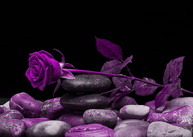 Rose purple