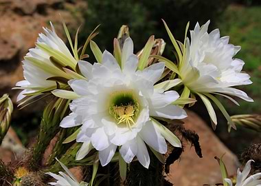 Cactus Blossom 1389 bw
