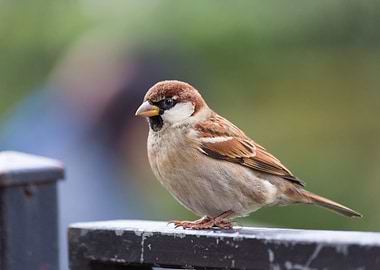 Small and cute sparrow