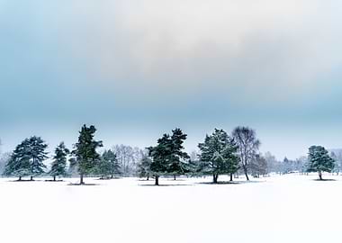 Winter trees