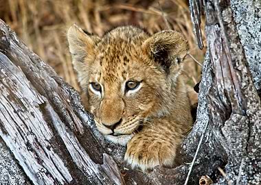 Lion Cub