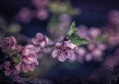 Peach Flower with Texture