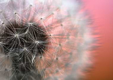 Dandelion 1