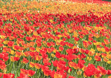 Spring Tulips Field