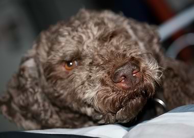 Lagotto romagnolo portrait