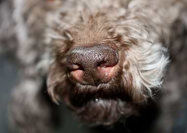 Lagotto romagnolo portrait
