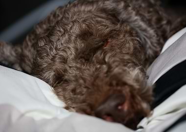 Lagotto romagnolo face