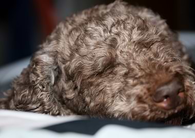Lagotto romagnolo face