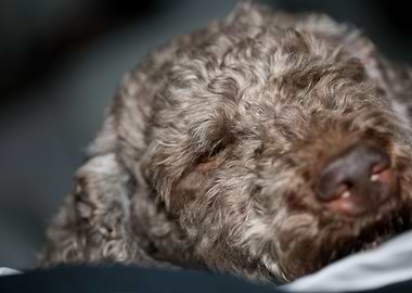 Lagotto romagnolo face