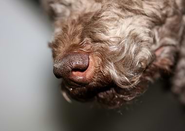 Lagotto romagnolo portrait