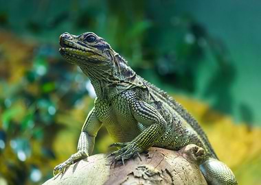 Portrait of a lizard