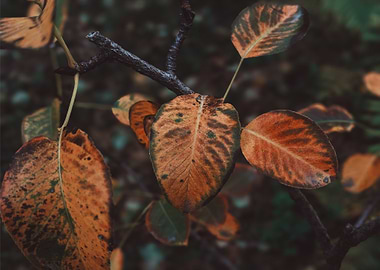 brown leaves