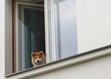 Dog Looking Out Of Window