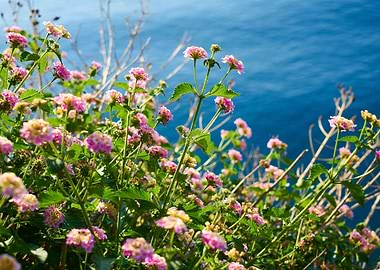 Wildflowers On Clifftop