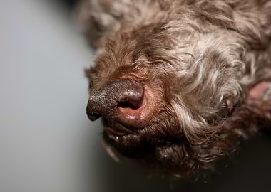 Lagotto romagnolo portrait