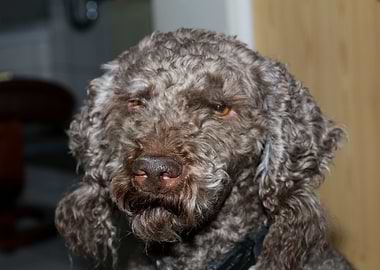 Lagotto Romagnolo nose