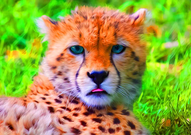 Cheetah Stare