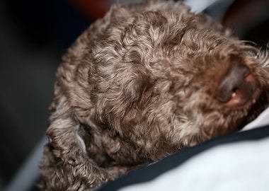 Lagotto romagnolo face
