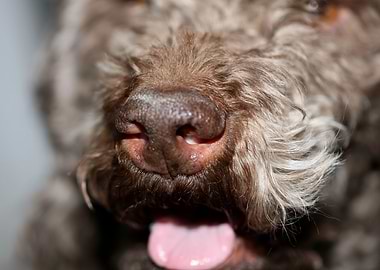 Lagotto romagnolo portrait