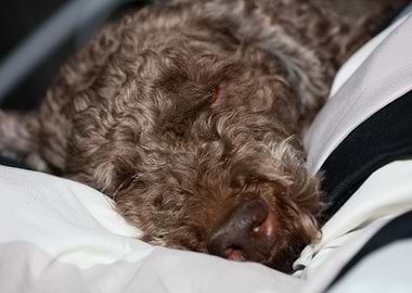 Lagotto romagnolo face