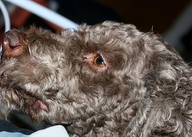 Lagotto romagnolo portrait