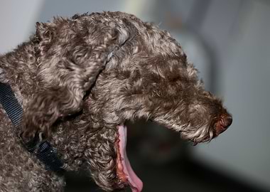 Lagotto romagnolo portrait