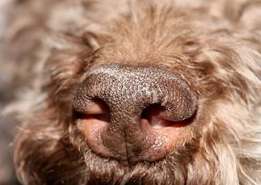 Lagotto romagnolo face
