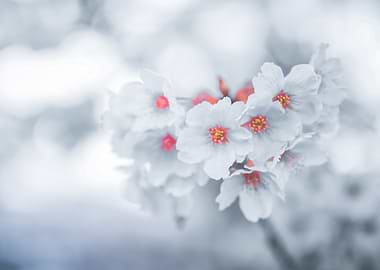 Winter Blossoms