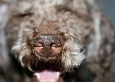 Lagotto romagnolo portrait