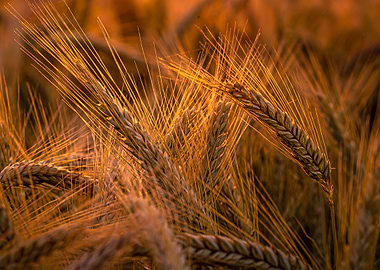 Triticale