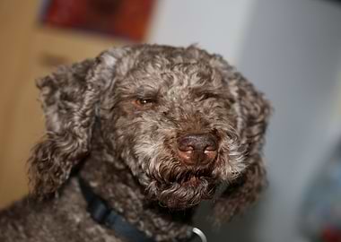 Lagotto romagnolo portrait