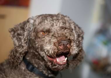 Lagotto romagnolo portrait