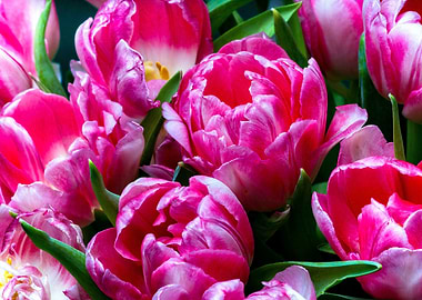 Pink Color Tulip Flowers