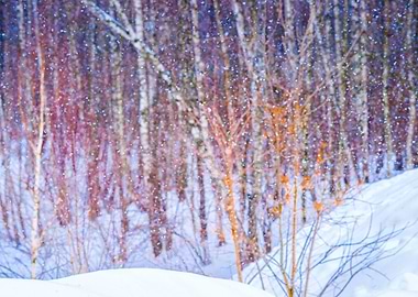 Snowfall In The Forest