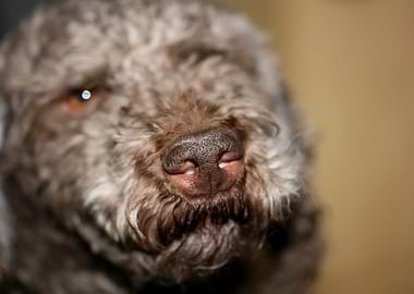 Lagotto romagnolo portrait