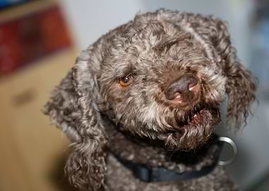 Lagotto romagnolo portrait