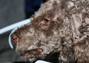 Lagotto romagnolo portrait