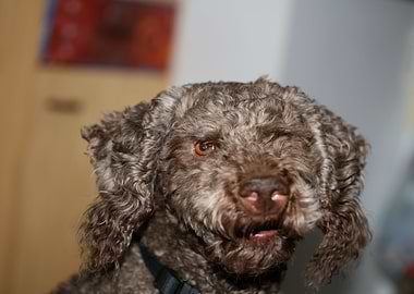 Lagotto romagnolo portrait
