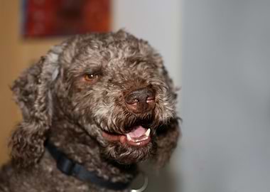 Lagotto romagnolo portrait