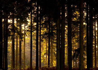 Sun through the trees