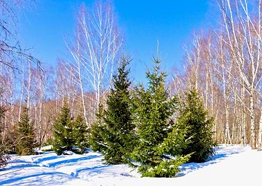 Early Spring In The Forest