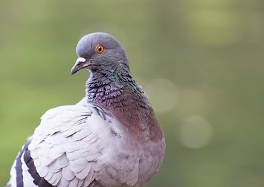 Pigeon posing