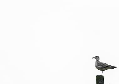 lonely seagull