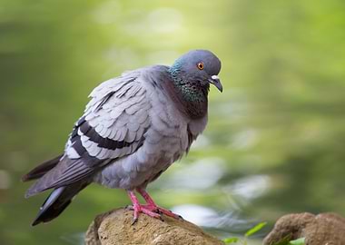 Pigeon posing