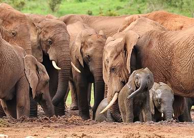 Elephant family
