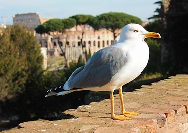 Roman Bird